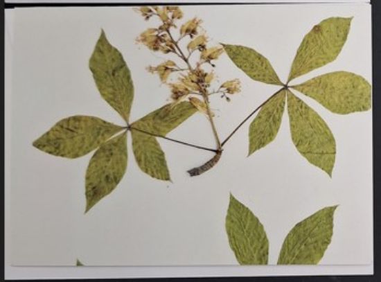 Picture of Blank Notecard - Aesculus