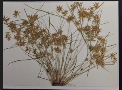 Picture of Blank Notecard - Cyperus