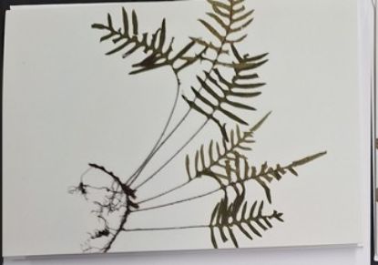 Picture of Blank Notecard - Polypodium